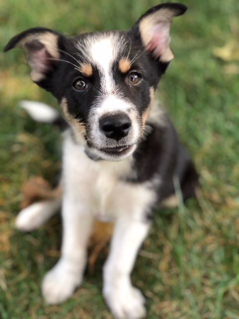 Paco